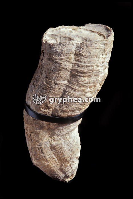 Rudiste (Vaccinites sp.) - gryphea.com